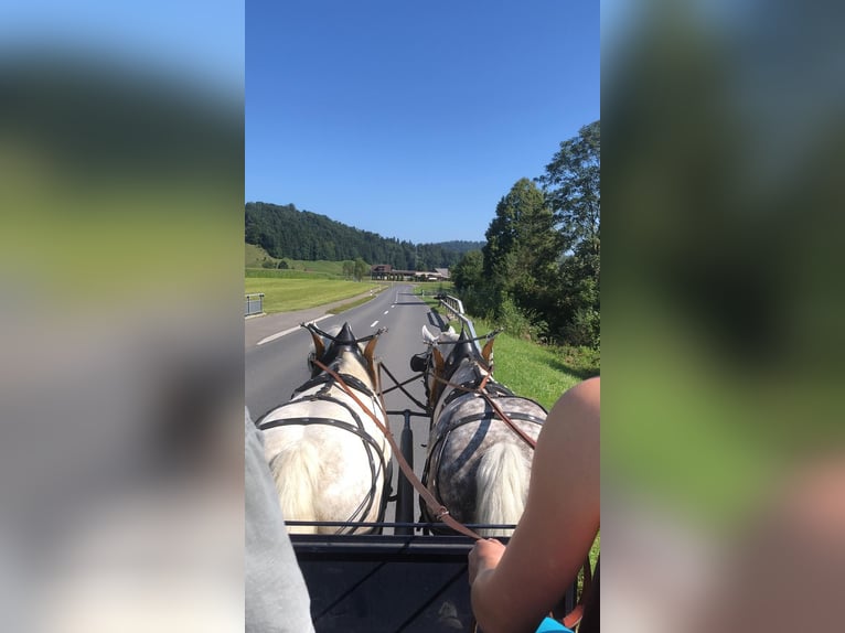 Schweres Warmblut Klacz 11 lat Siwa in Willisau