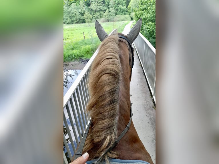 Schweres Warmblut Klacz 12 lat 167 cm Ciemnokasztanowata in Fallingbostel