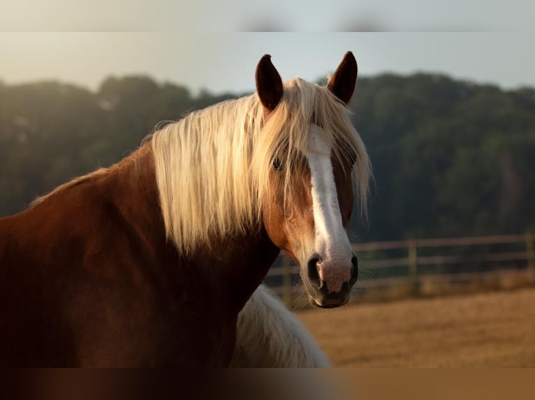 Schweres Warmblut Klacz 13 lat 165 cm Kasztanowata in Ingelheim am Rhein