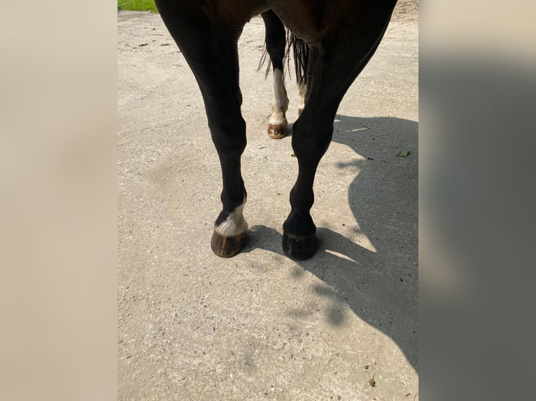 Schweres Warmblut Klacz 14 lat 168 cm Kara in Aalestrup