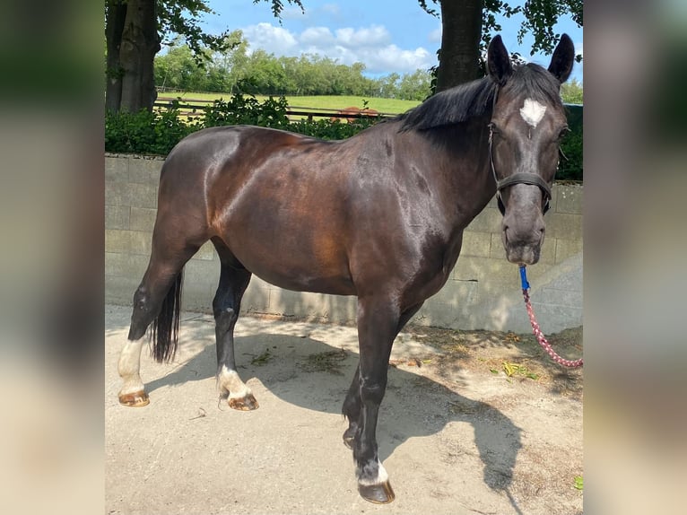 Schweres Warmblut Klacz 14 lat 168 cm Kara in Aalestrup