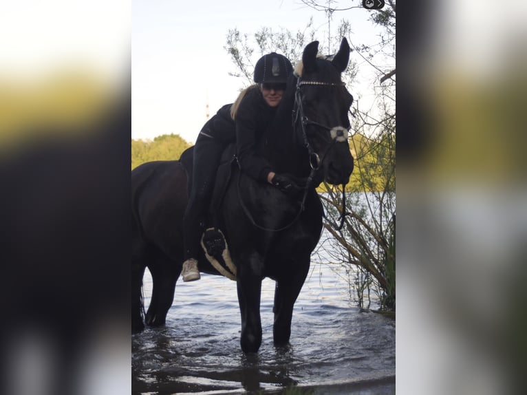 Schweres Warmblut Klacz 16 lat 160 cm Skarogniada in Wettenberg
