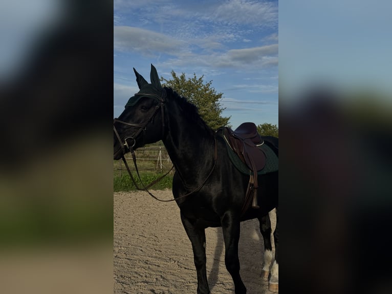 Schweres Warmblut Klacz 16 lat 160 cm Skarogniada in Wettenberg