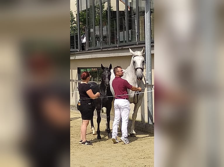 Schweres Warmblut Klacz 16 lat 168 cm Siwa in Kamenz