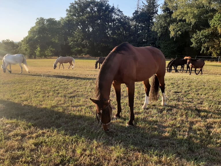 Schweres Warmblut Klacz 16 lat 172 cm Gniada in Philippsburg-Huttenheim