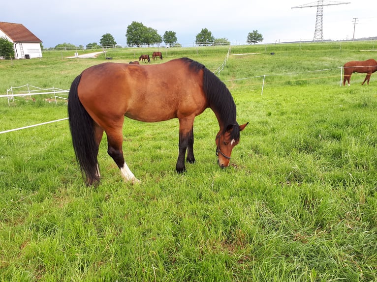 Schweres Warmblut Klacz 16 lat 172 cm Gniada in Philippsburg-Huttenheim