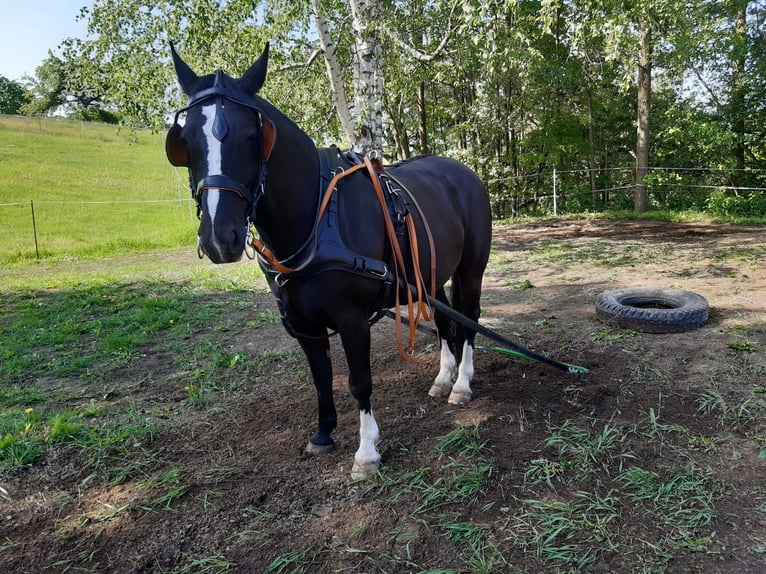 Schweres Warmblut Klacz 17 lat 164 cm Kara in Würzburg