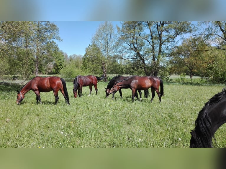 Schweres Warmblut Klacz 17 lat  in Gemünden (Wohra)