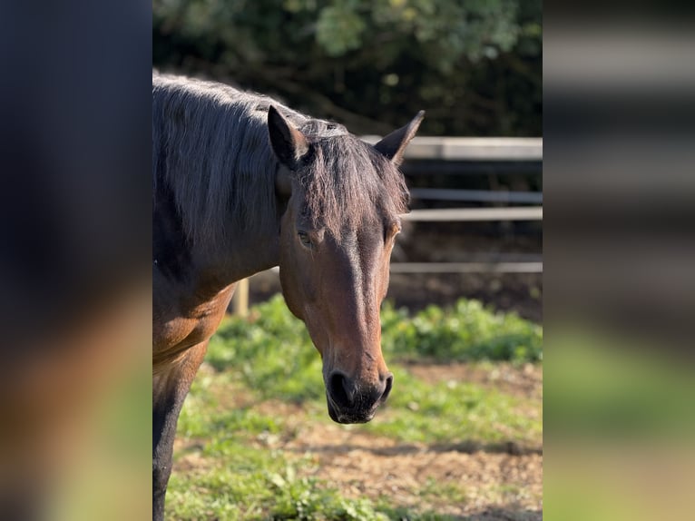 Schweres Warmblut Mix Klacz 18 lat 150 cm Gniada in Lingen