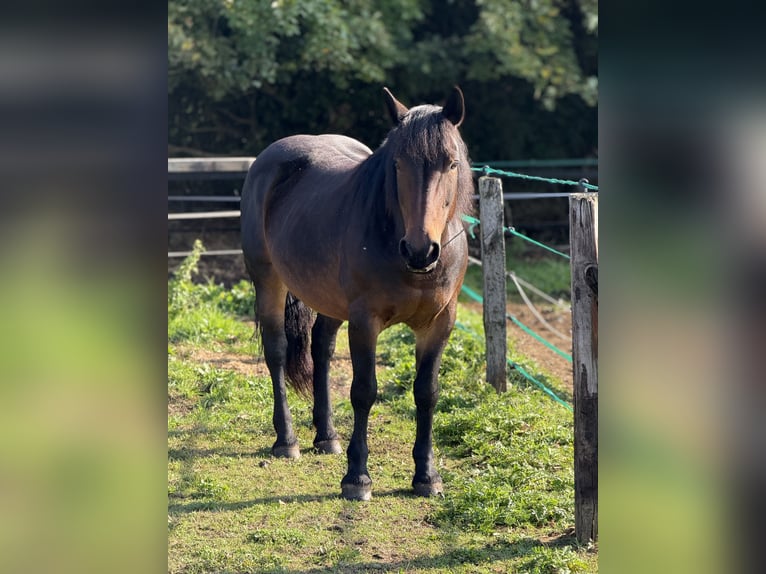 Schweres Warmblut Mix Klacz 18 lat 150 cm Gniada in Lingen