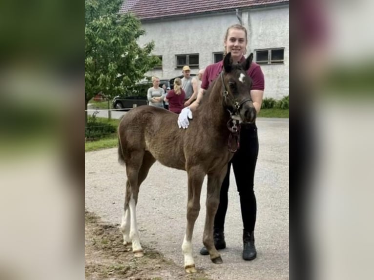 Schweres Warmblut Klacz 1 Rok 163 cm Kara in Ferna