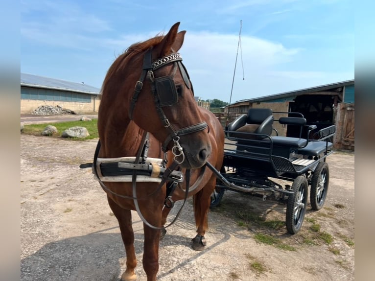 Schweres Warmblut Klacz 1 Rok 168 cm Ciemnogniada in ChüdenSalzwedel