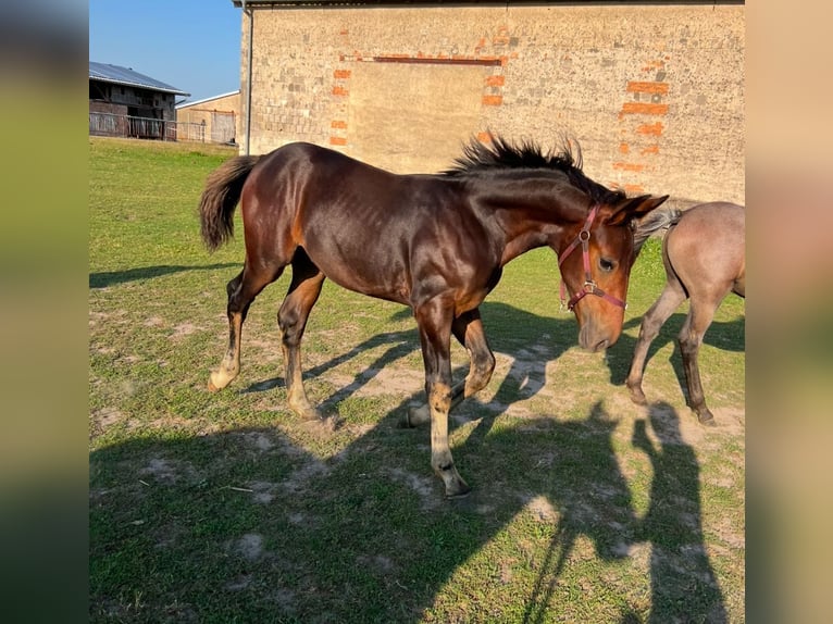 Schweres Warmblut Klacz 1 Rok 168 cm Ciemnogniada in ChüdenSalzwedel