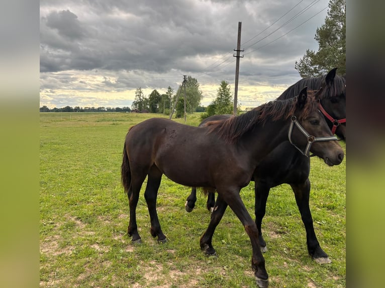 Schweres Warmblut Klacz 1 Rok Kara in &#x160;akiai