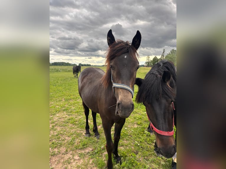 Schweres Warmblut Klacz 1 Rok Kara in &#x160;akiai