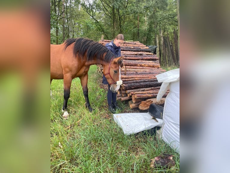 Schweres Warmblut Klacz 2 lat 170 cm Gniada in Arenzhain