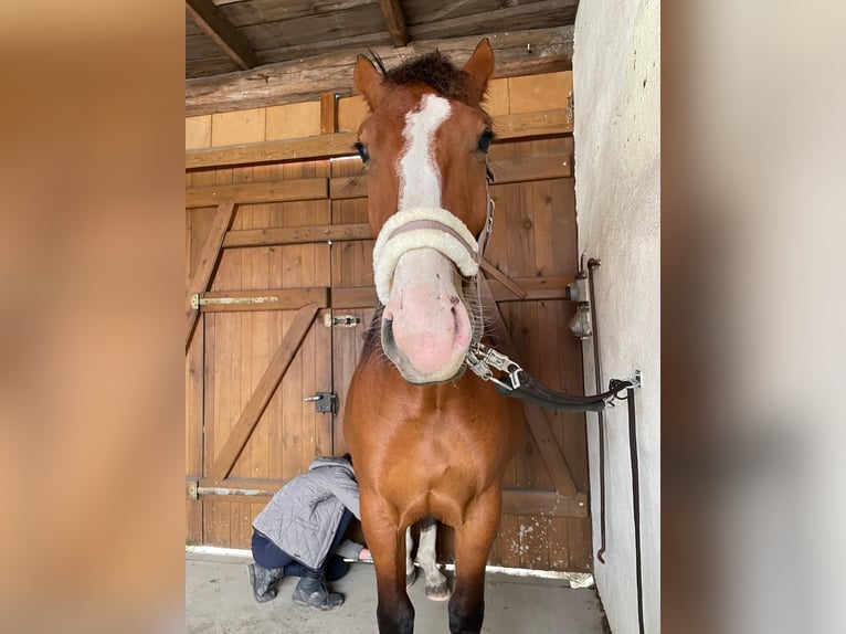 Schweres Warmblut Klacz 2 lat 170 cm Gniada in Arenzhain