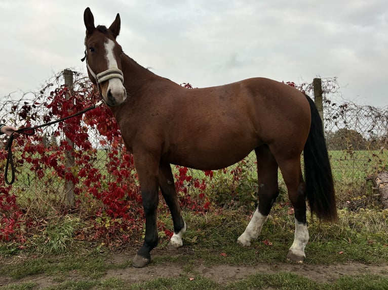 Schweres Warmblut Klacz 2 lat 170 cm Gniada in Arenzhain