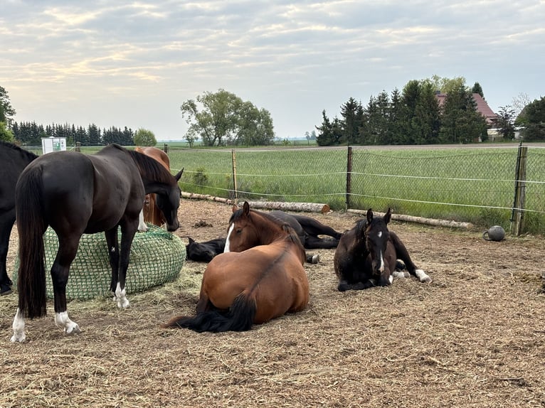 Schweres Warmblut Klacz 2 lat 170 cm Gniada in Arenzhain