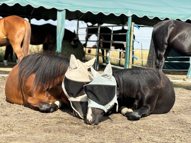 Schweres Warmblut Klacz 2 lat 170 cm Gniada in Arenzhain