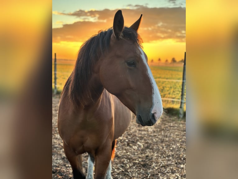 Schweres Warmblut Klacz 2 lat 170 cm Gniada in Arenzhain