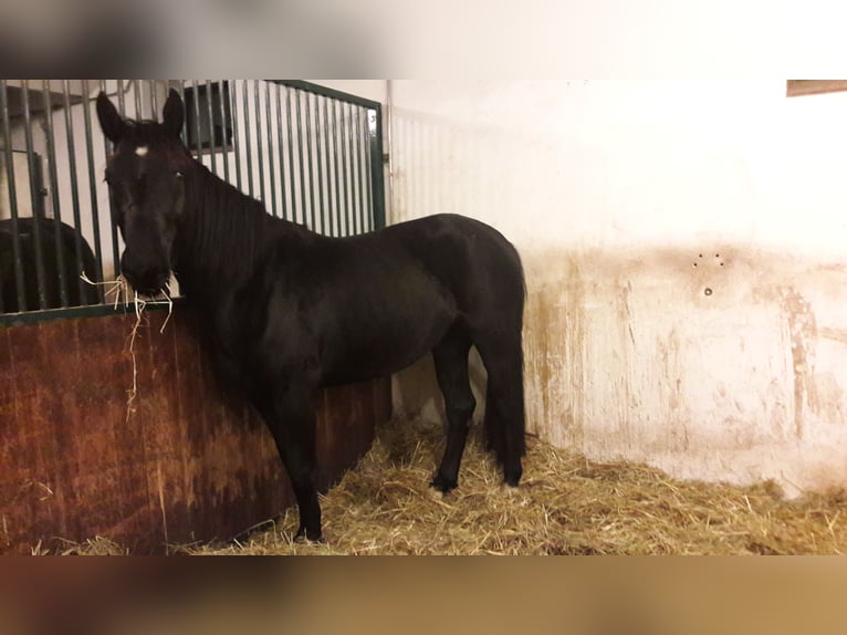 Schweres Warmblut Klacz 3 lat 157 cm Kara in Panschwitz-Kuckau