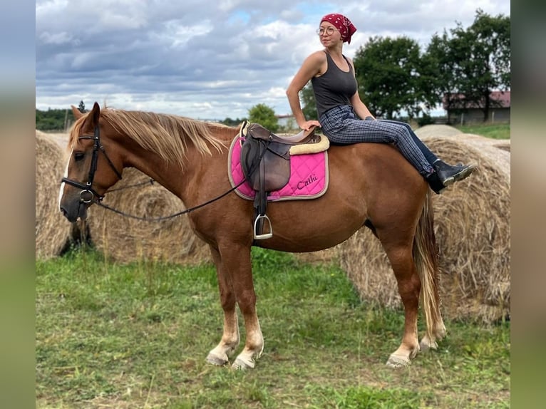 Schweres Warmblut Klacz 3 lat 158 cm Kasztanowata in G&#xF6;rlitz