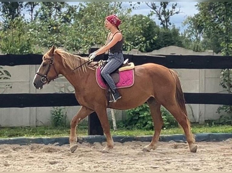 Schweres Warmblut Klacz 3 lat 158 cm Kasztanowata in G&#xF6;rlitz