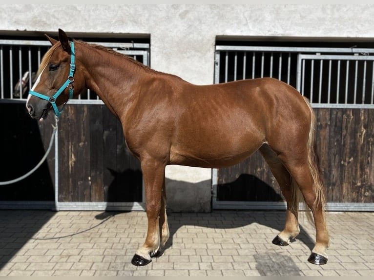 Schweres Warmblut Klacz 3 lat 158 cm Kasztanowata in G&#xF6;rlitz