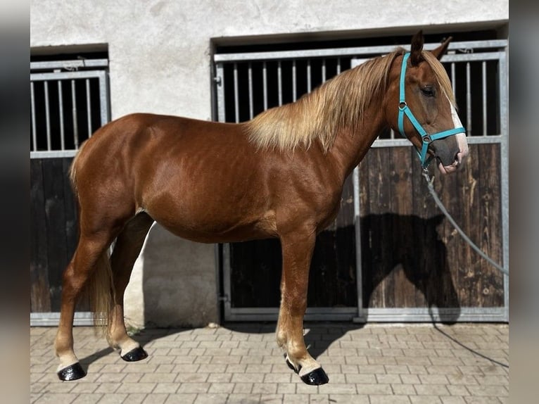 Schweres Warmblut Klacz 3 lat 158 cm Kasztanowata in G&#xF6;rlitz