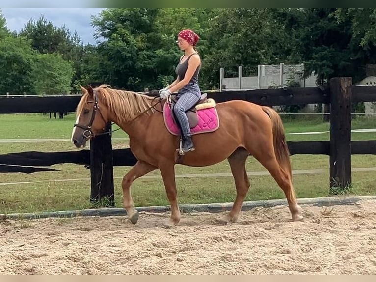 Schweres Warmblut Klacz 3 lat 158 cm Kasztanowata in G&#xF6;rlitz