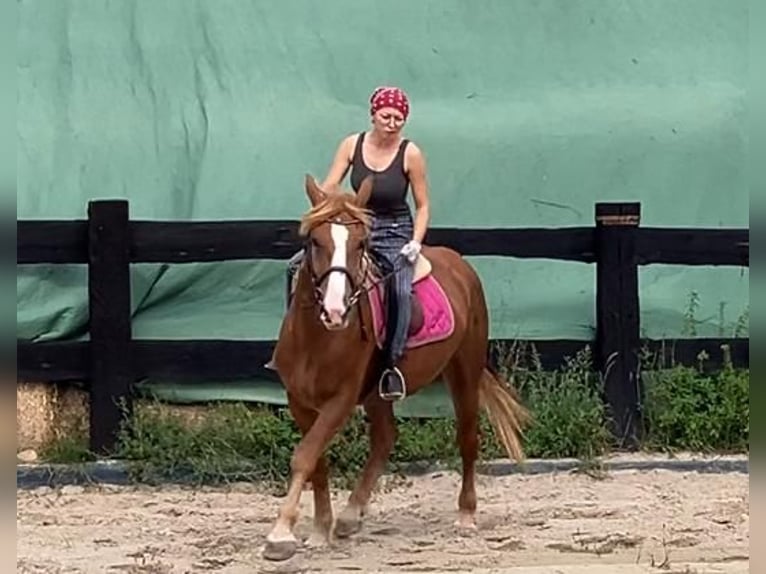 Schweres Warmblut Klacz 3 lat 158 cm Kasztanowata in G&#xF6;rlitz