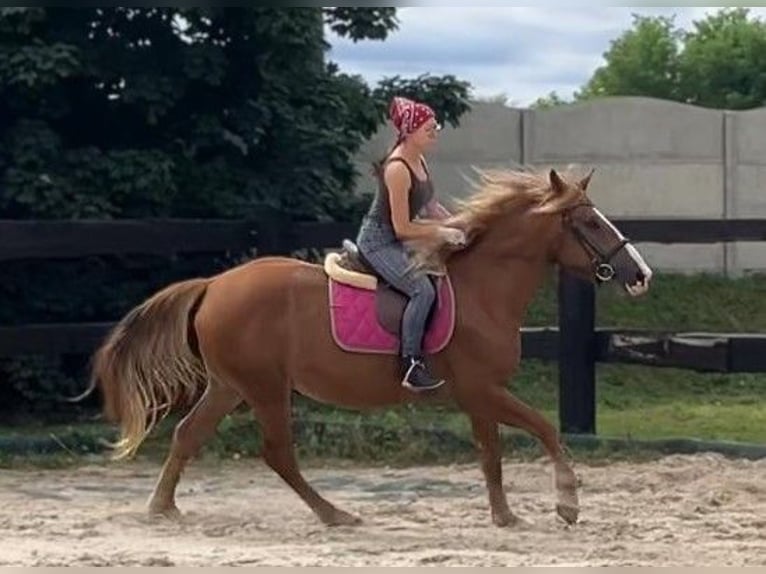 Schweres Warmblut Klacz 3 lat 158 cm Kasztanowata in G&#xF6;rlitz
