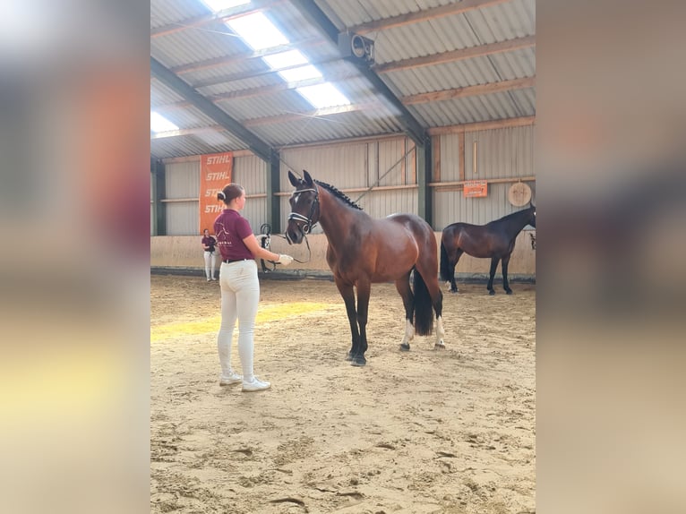 Schweres Warmblut Klacz 3 lat 162 cm Gniada in Hermsdorf