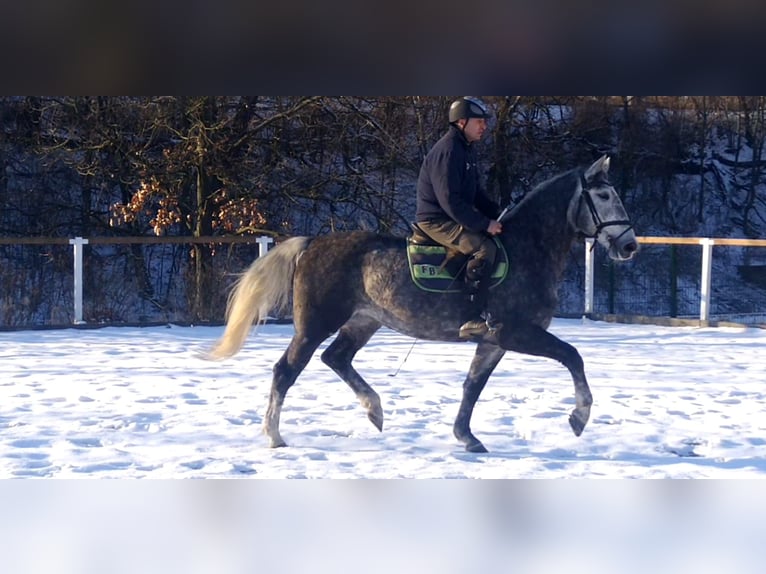 Schweres Warmblut Klacz 3 lat 162 cm Siwa in Kamenz