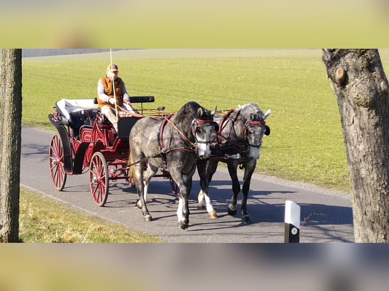 Schweres Warmblut Klacz 3 lat 162 cm Siwa in Kamenz