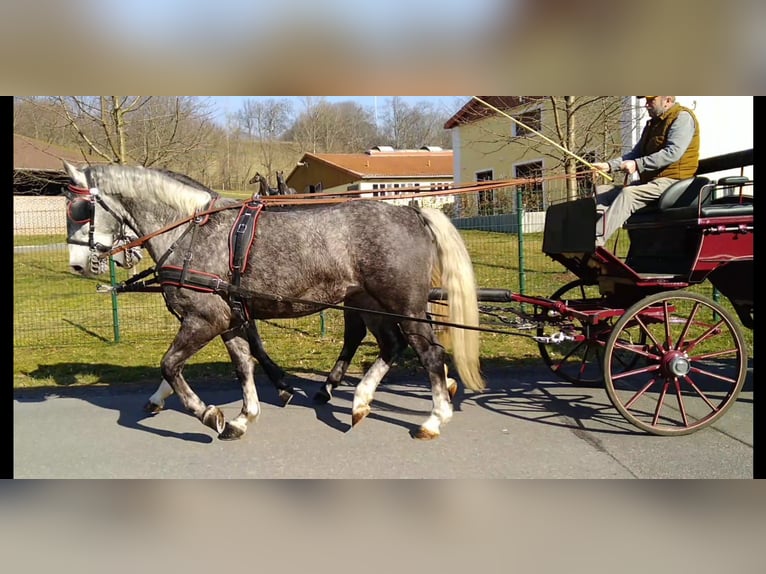 Schweres Warmblut Klacz 3 lat 162 cm Siwa in Kamenz