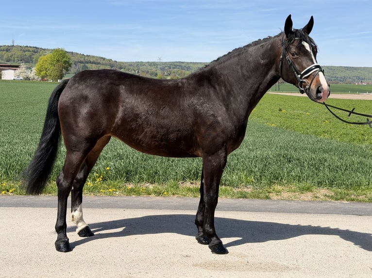Schweres Warmblut Klacz 3 lat 164 cm Ciemnogniada in Riedlingen