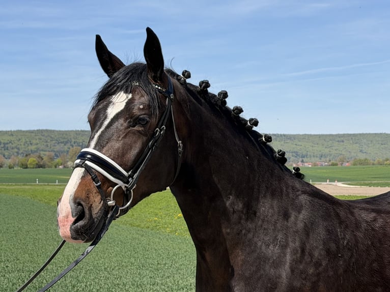 Schweres Warmblut Klacz 3 lat 164 cm Ciemnogniada in Riedlingen