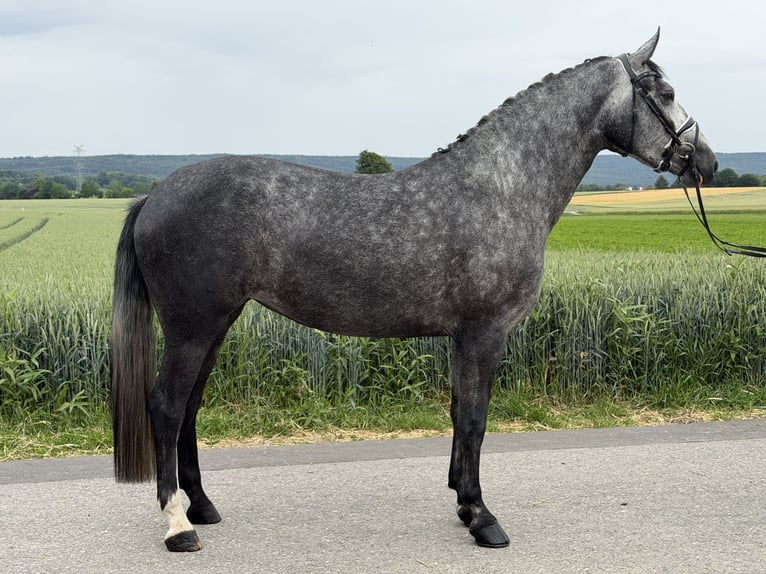 Schweres Warmblut Mix Klacz 3 lat 164 cm Siwa jabłkowita in Riedlingen