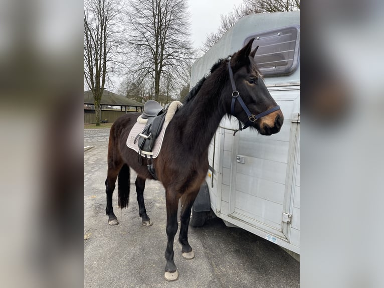 Schweres Warmblut Klacz 3 lat 165 cm Ciemnogniada in Oberzent