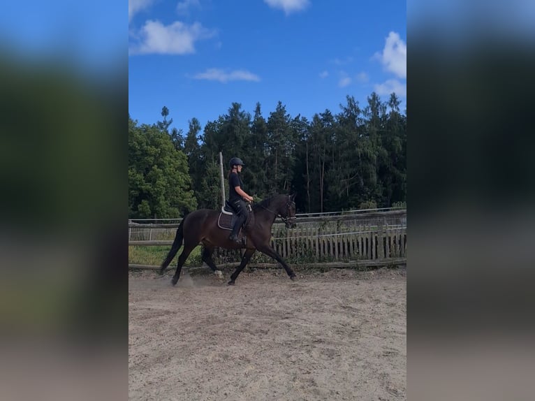 Schweres Warmblut Klacz 3 lat 165 cm Ciemnogniada in Sankt Gangloff