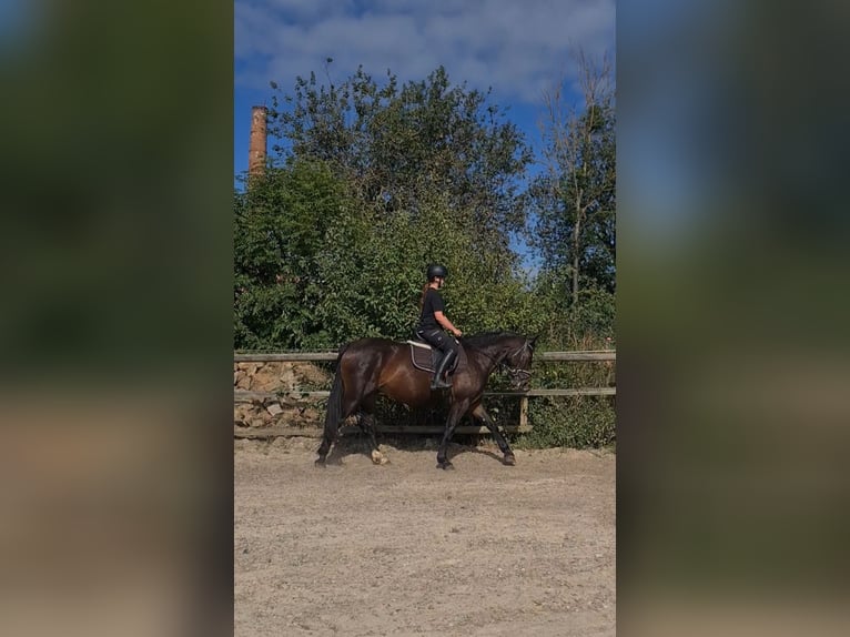 Schweres Warmblut Klacz 3 lat 165 cm Ciemnogniada in Sankt Gangloff