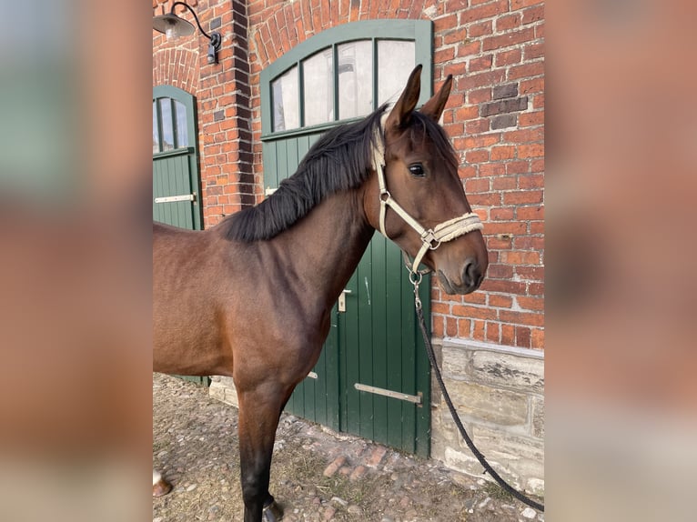 Schweres Warmblut Klacz 3 lat 165 cm Gniada in Leuna