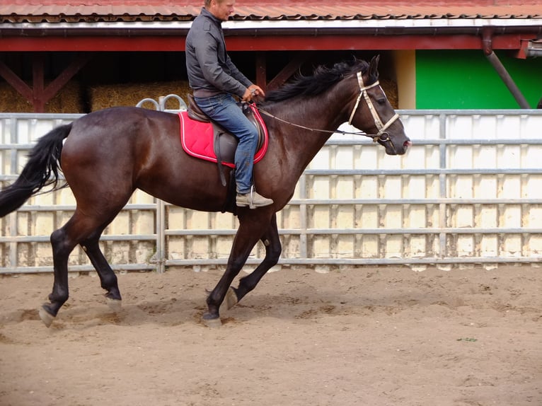 Schweres Warmblut Klacz 3 lat 165 cm Kara in Buttstädt