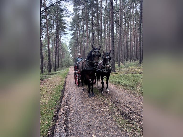 Schweres Warmblut Klacz 3 lat 168 cm Gniada in Ralbitz-Rosenthal