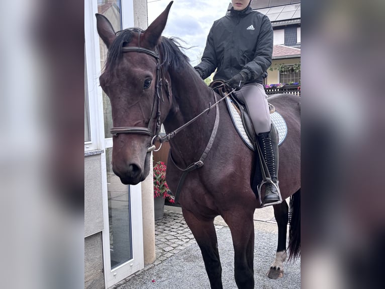 Schweres Warmblut Klacz 3 lat 168 cm Gniada in Ralbitz-Rosenthal