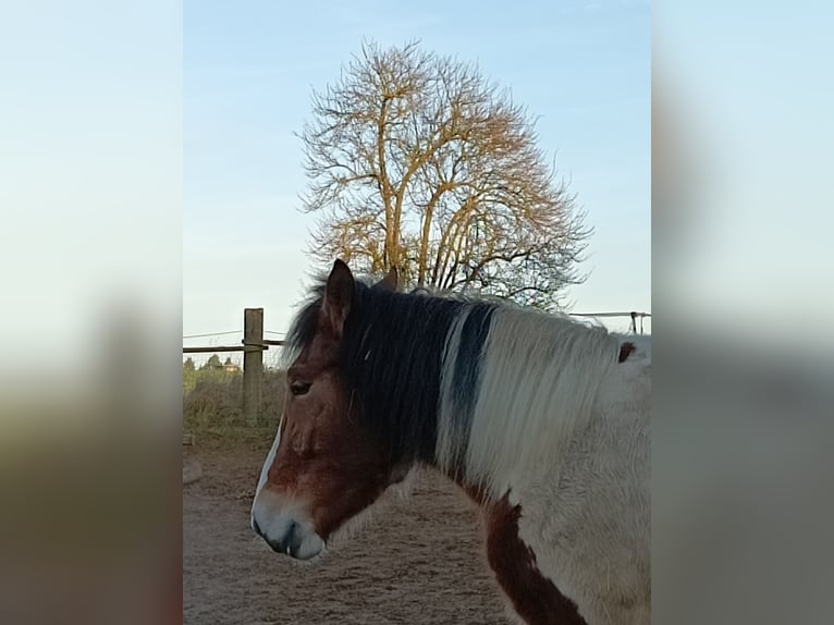 Schweres Warmblut Klacz 4 lat 147 cm Srokata in Kasendorf