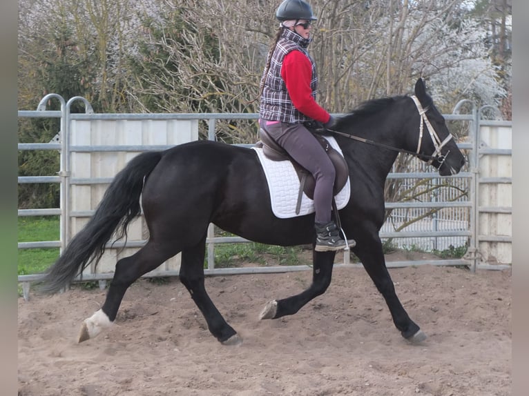 Schweres Warmblut Mix Klacz 4 lat 157 cm Kara in Ellersleben