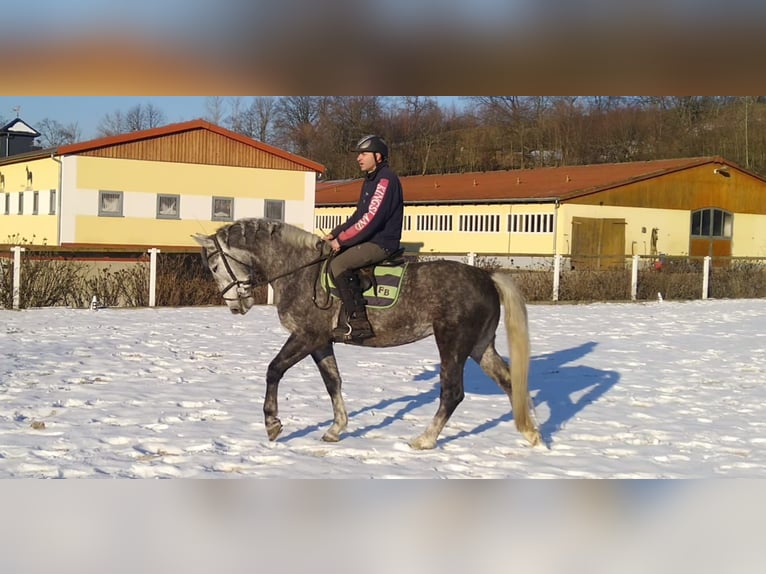 Schweres Warmblut Klacz 4 lat 164 cm Siwa in Kamenz